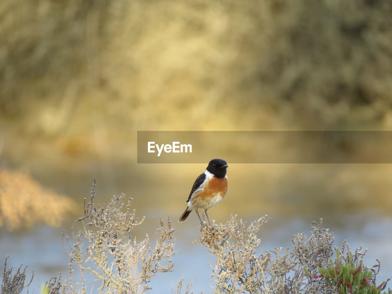 Close-up of bird perching on branch