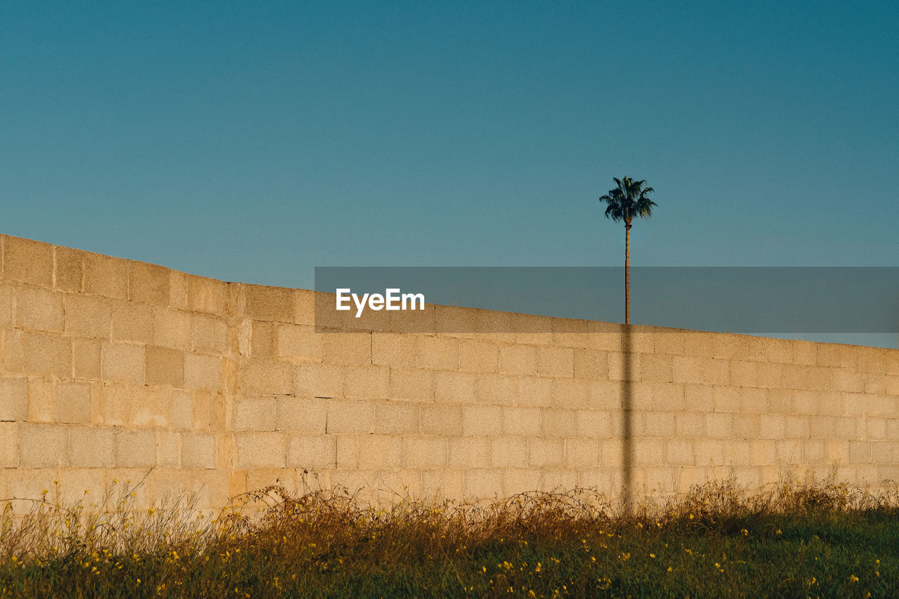 A palm tree emerges from behind a wall