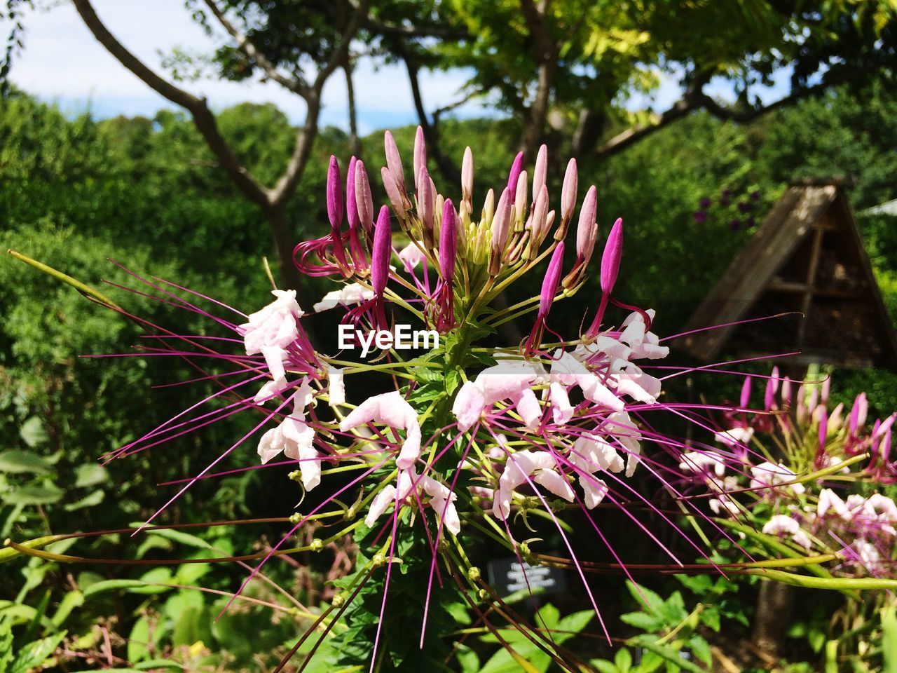 Pink flower blooming outdoors