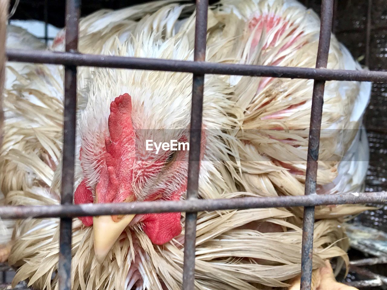 CLOSE-UP OF PARROT IN CAGE