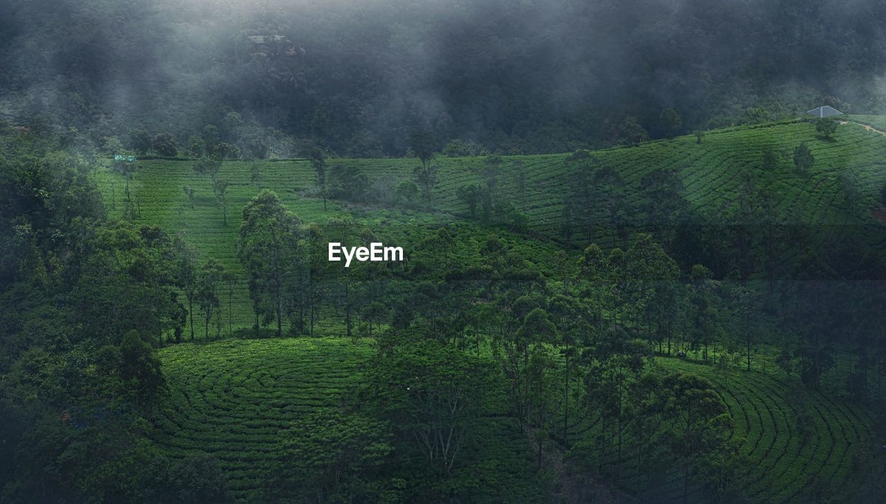 Scenic view of agricultural field