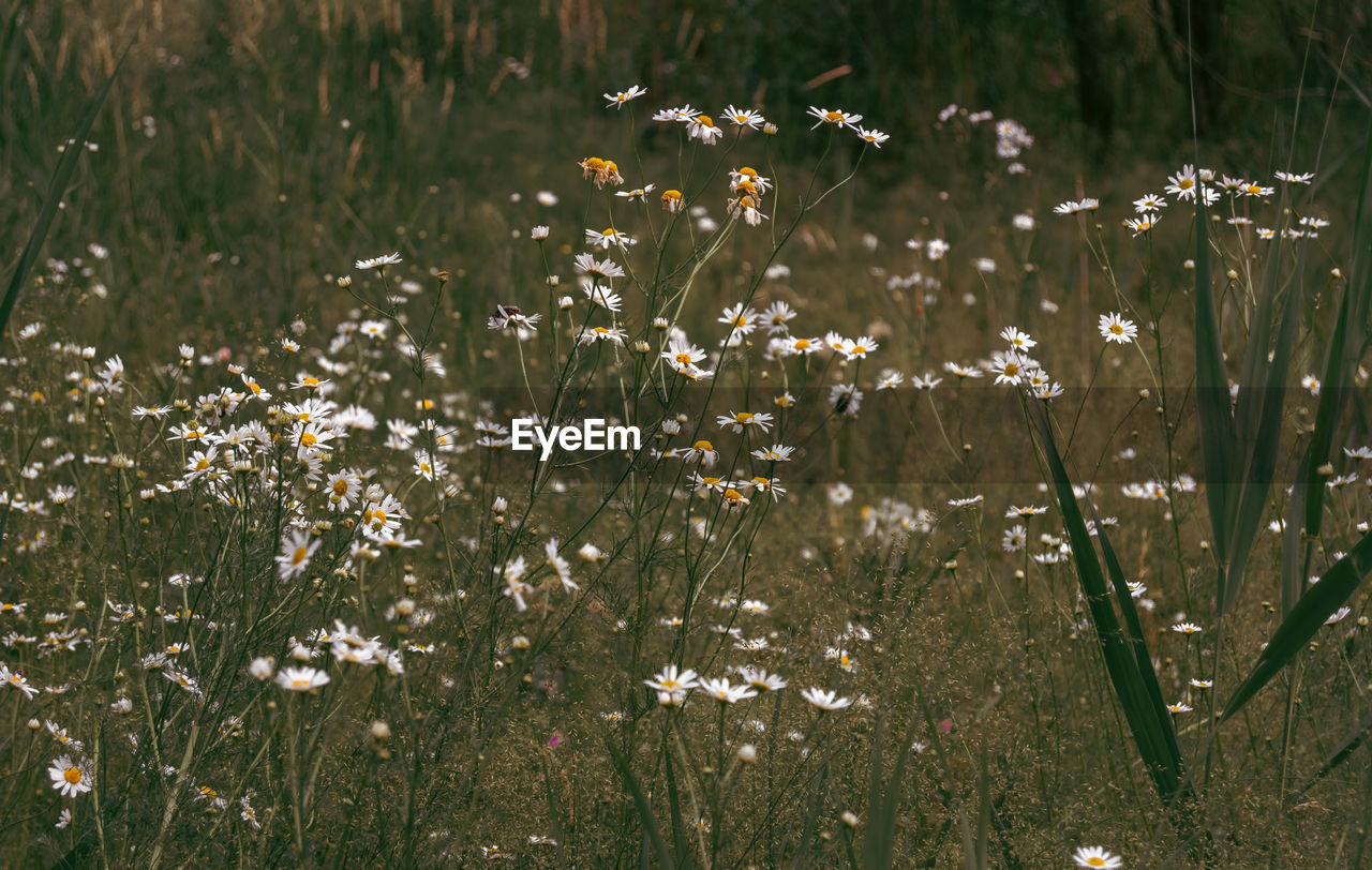 Close-up of meadow flowers