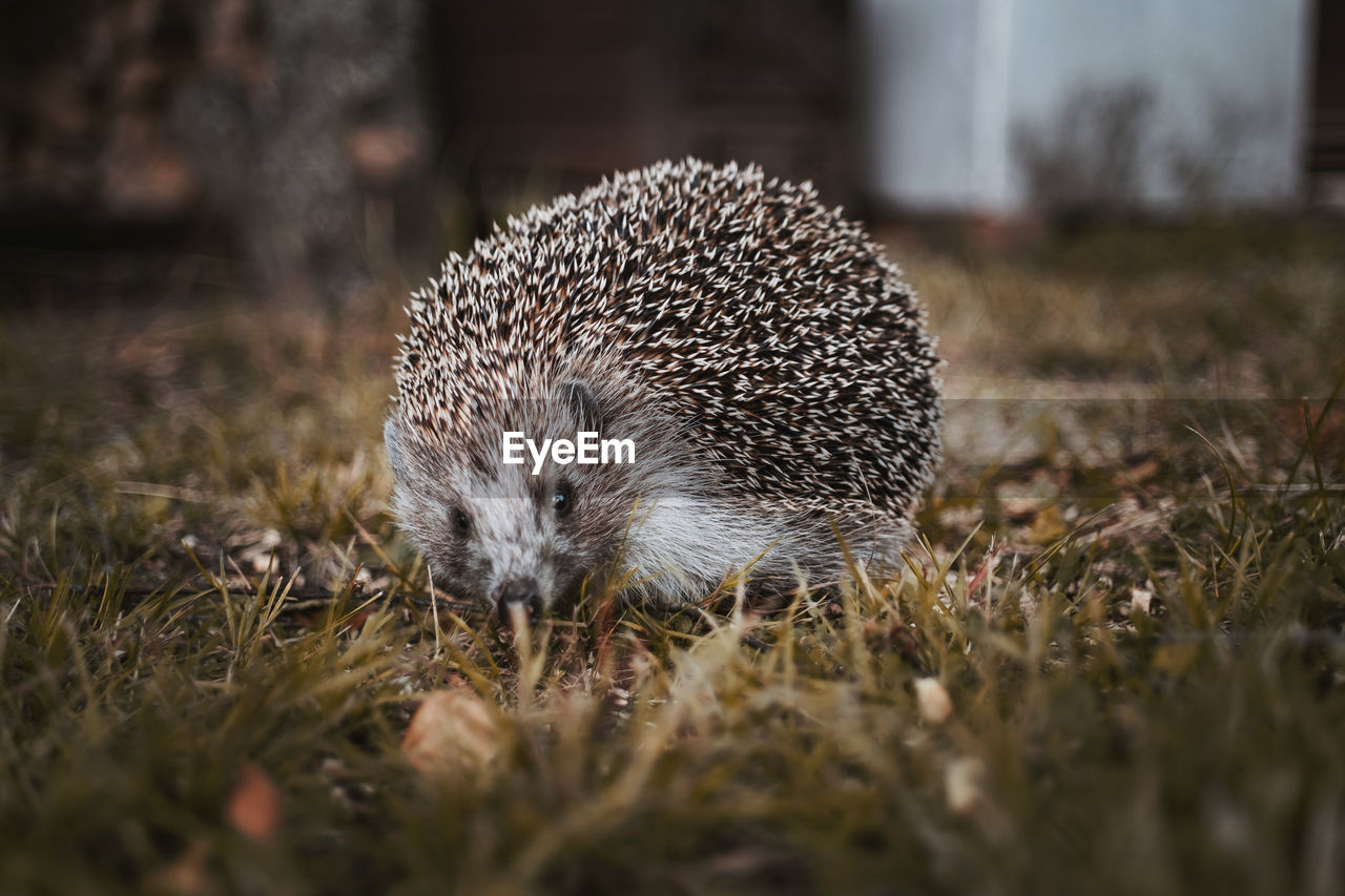 Hedgehog on field