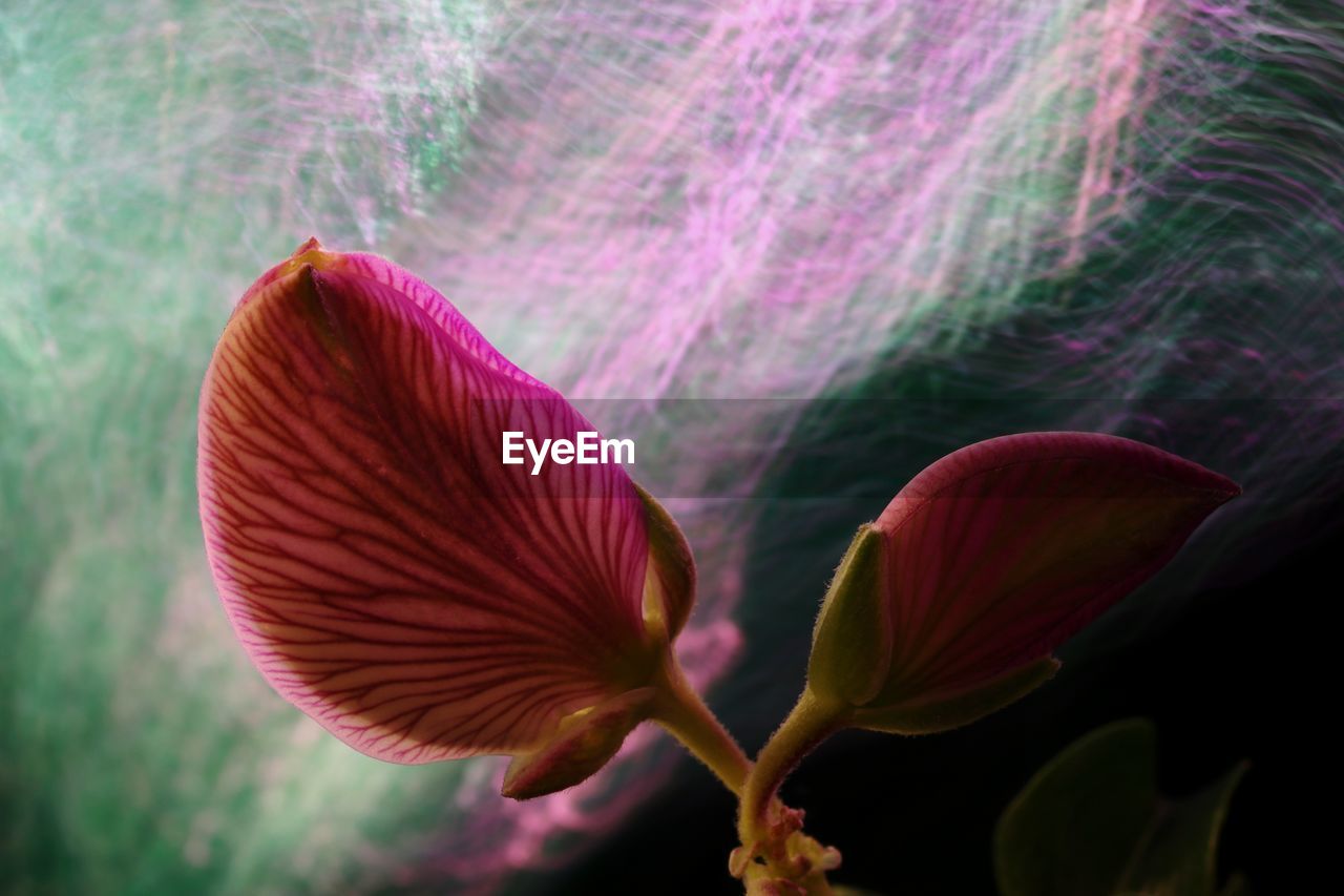 CLOSE-UP OF PINK FLOWERING PLANTS