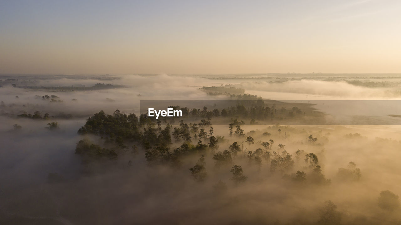 Foggy aerial view and atmospheric trees in the morning