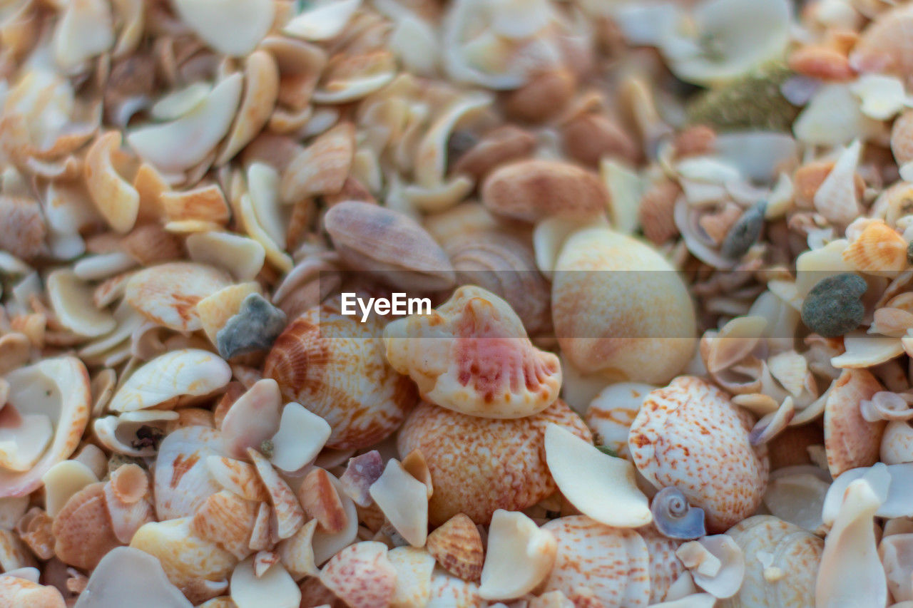 full frame shot of seashells for sale