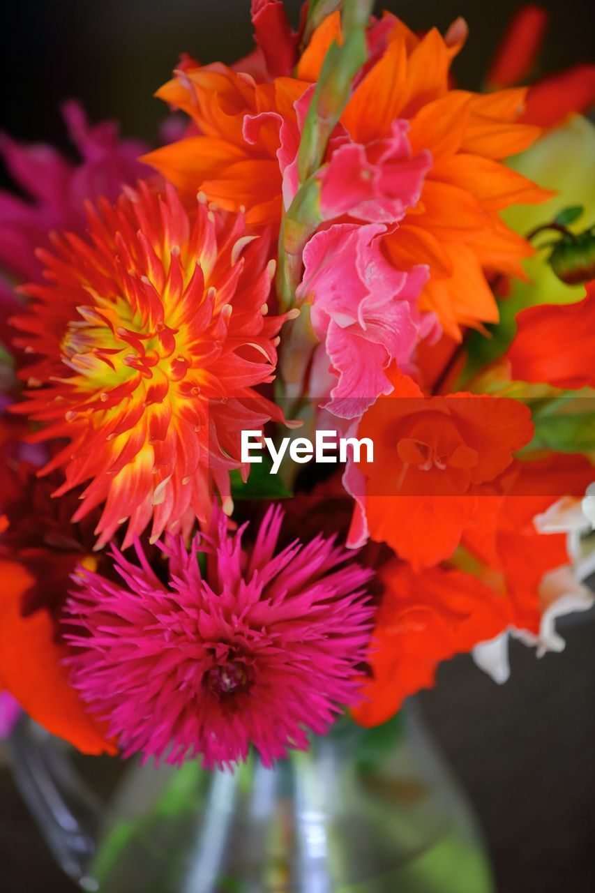 CLOSE-UP OF FLOWERS BLOOMING