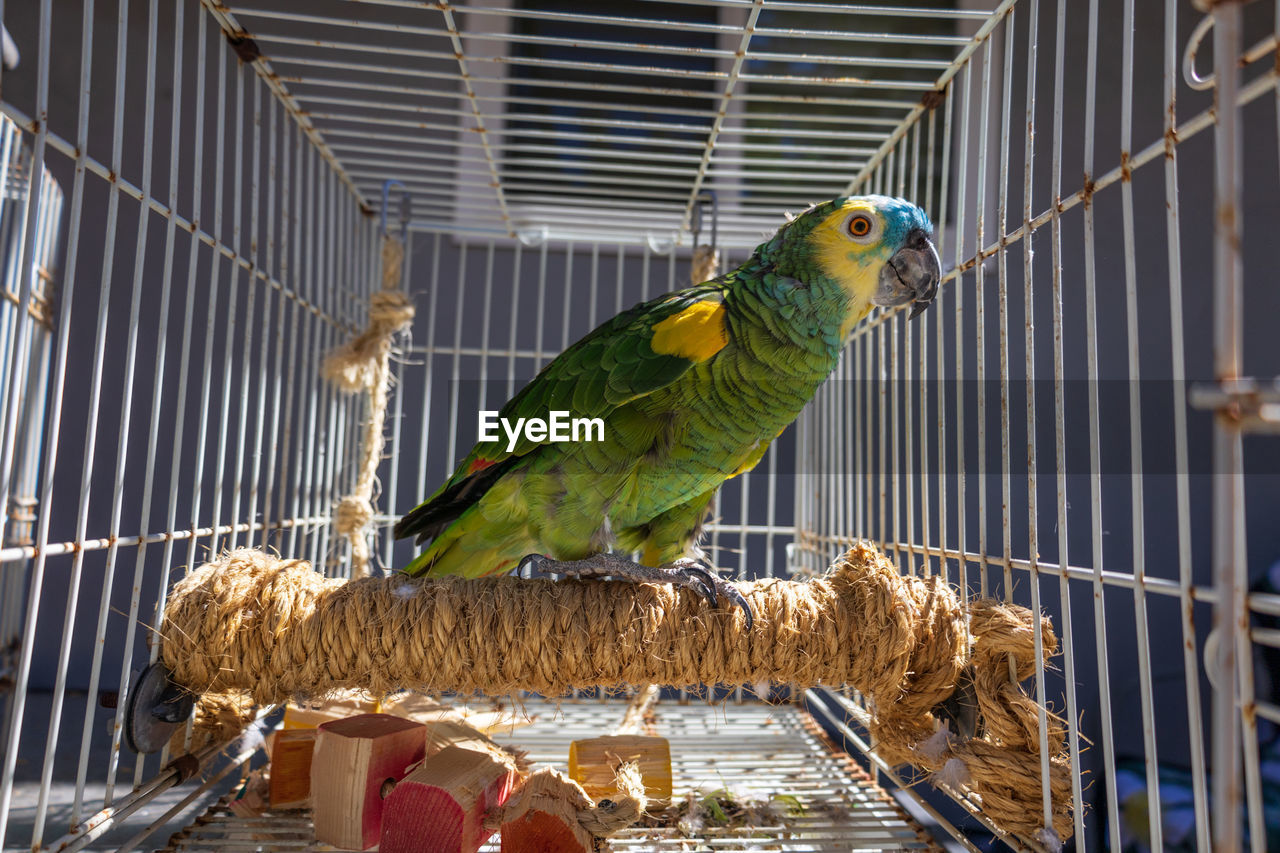 Close-up of parrot in cage