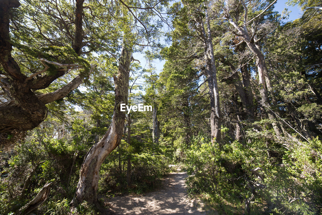 VIEW OF TREES IN FOREST