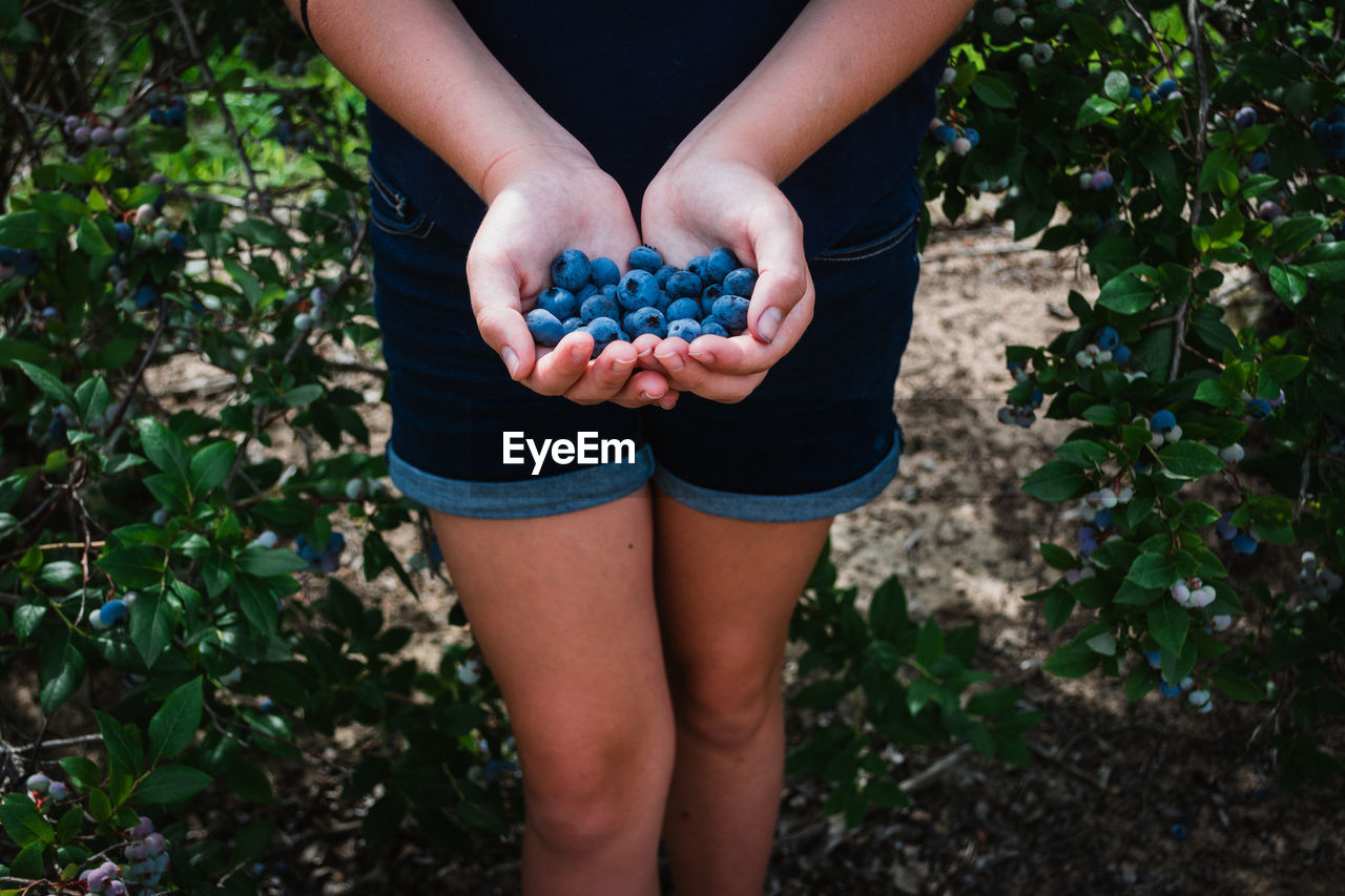 Hands of woman holding blueberries among blueberry bushes