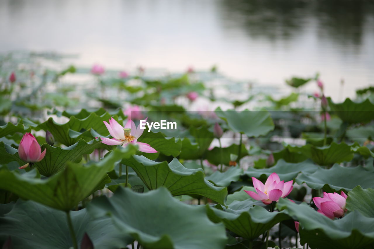 CLOSE-UP OF PINK LOTUS WATER LILIES