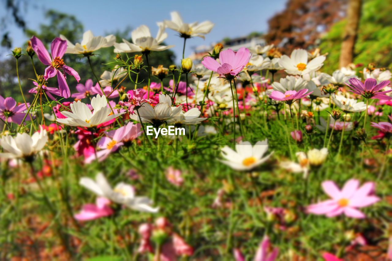 Close-up of flowers blooming in field