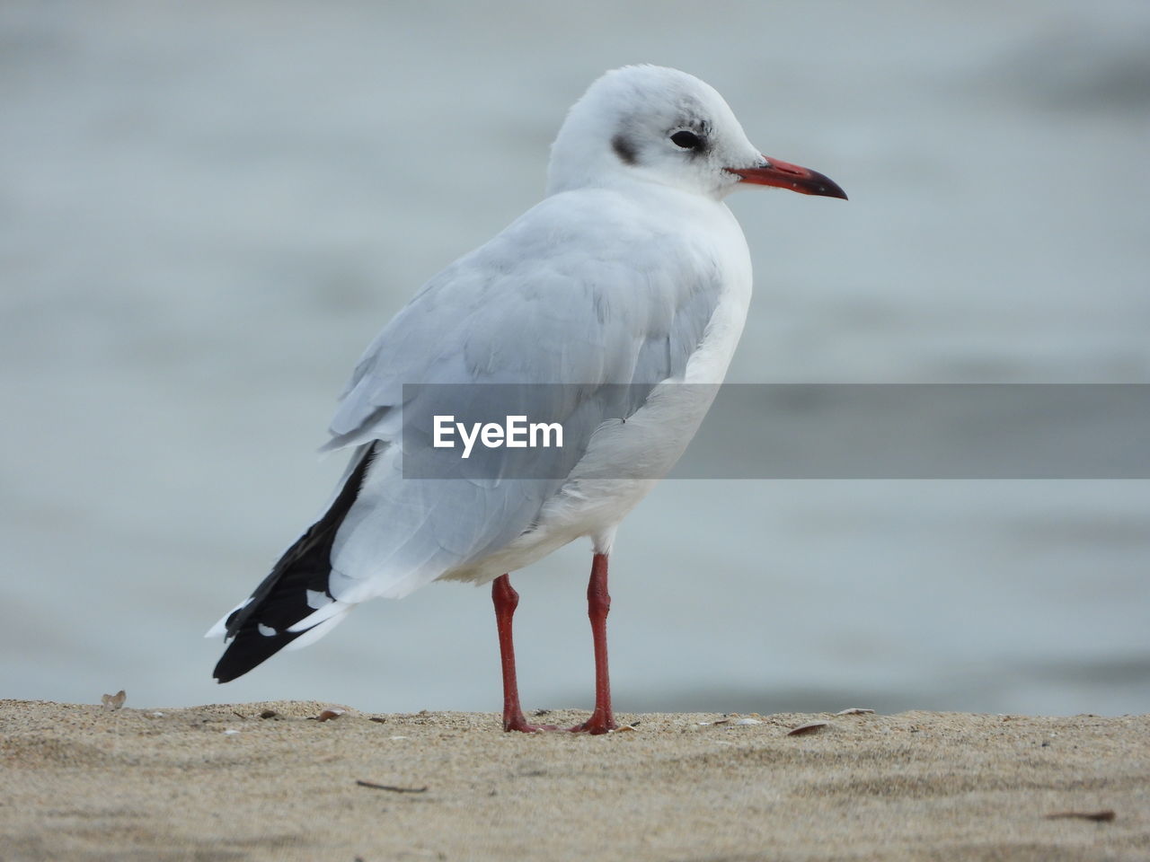 Seagull perching on a beach