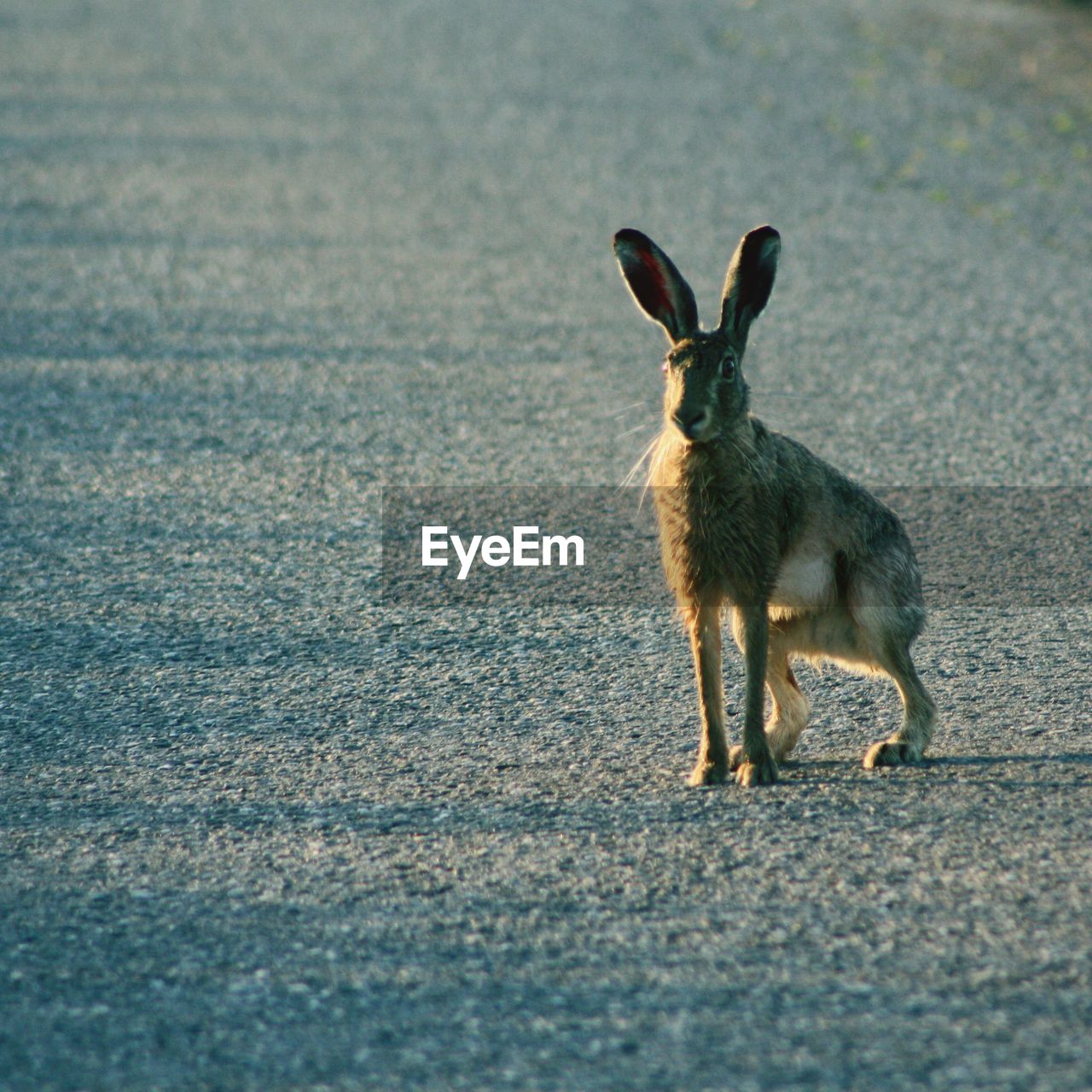 Side view of rabbit standing on road