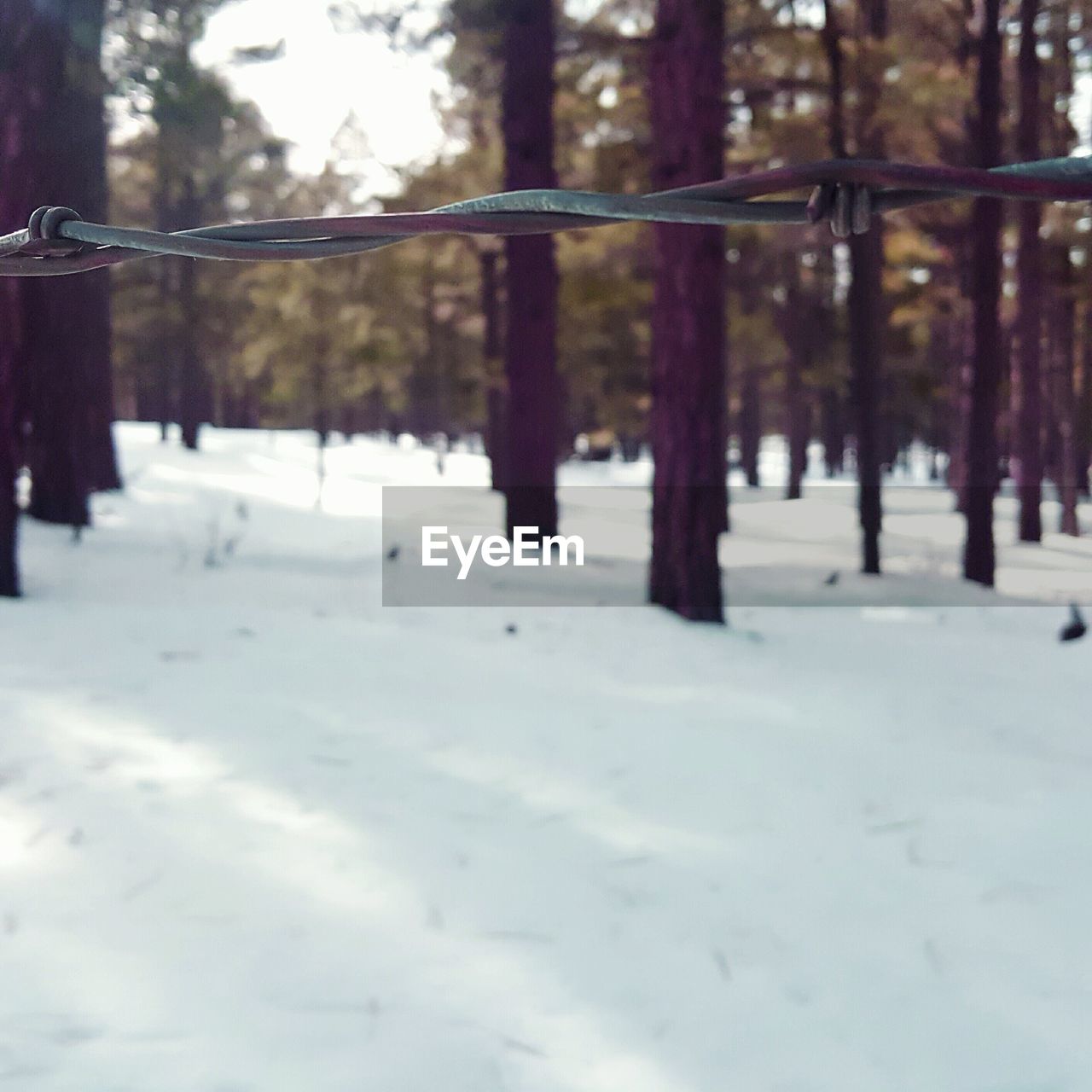 TREES ON SNOW COVERED LANDSCAPE