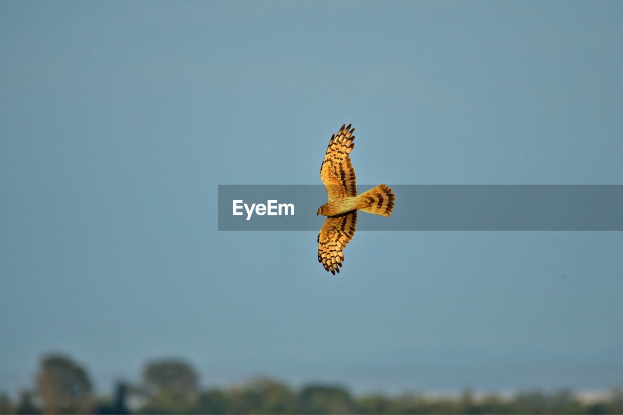 flying, animal themes, animal wildlife, animal, wildlife, mid-air, one animal, sky, nature, bird, animal wing, spread wings, motion, bird of prey, day, no people, clear sky, butterfly, outdoors, copy space, beauty in nature, animal body part, focus on foreground, plant, yellow, wing, insect, full length