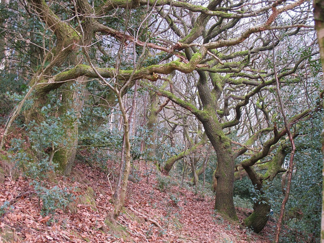 FULL FRAME SHOT OF TREES