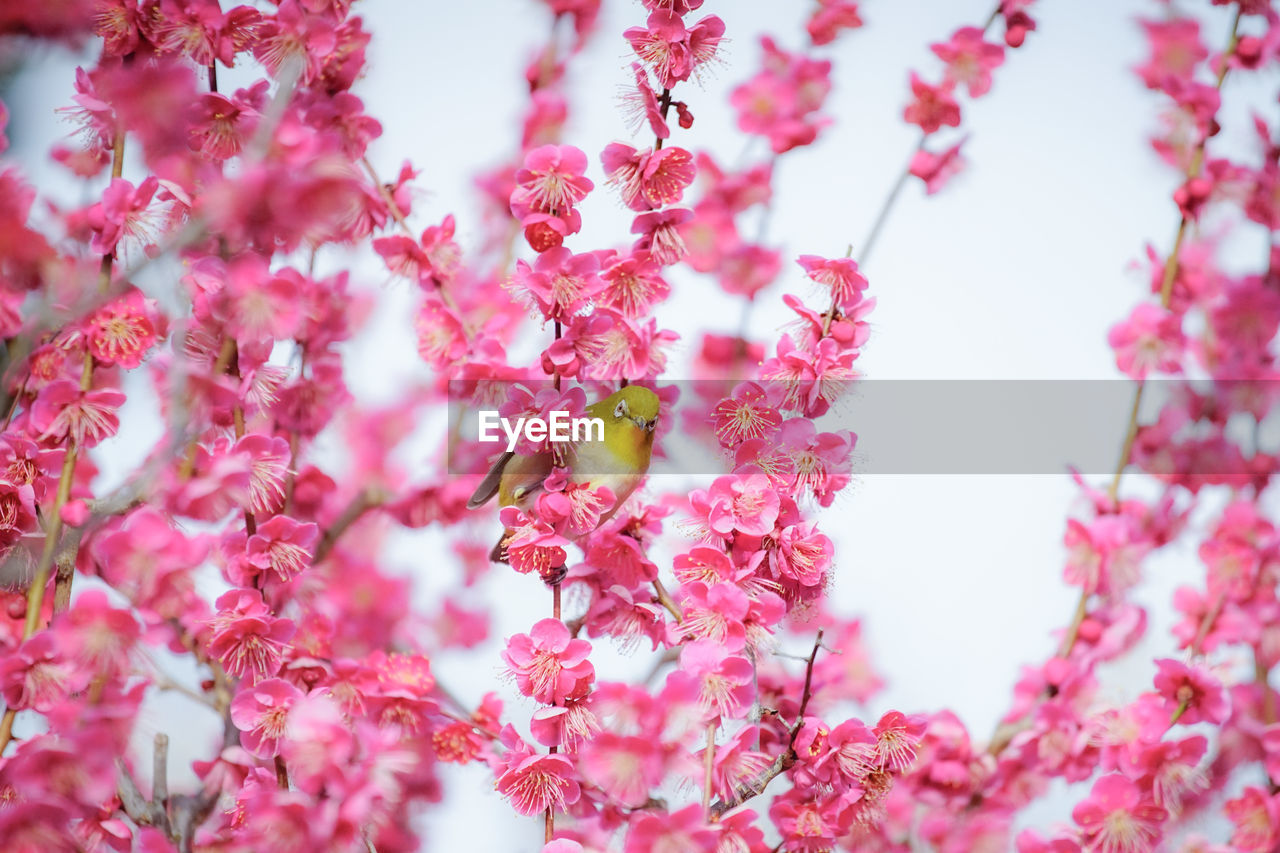 CLOSE-UP OF CHERRY BLOSSOM