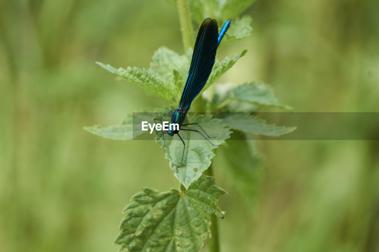 CLOSE-UP OF GRASSHOPPER ON LEAF