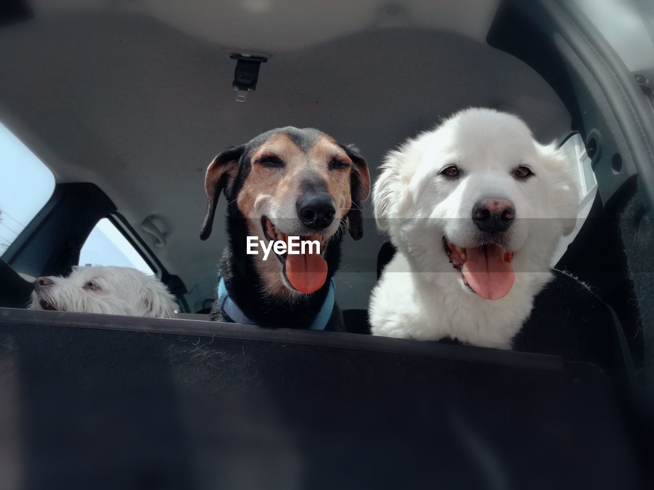 Portrait of dog in car