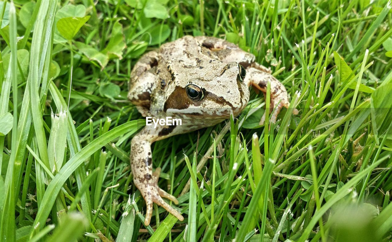 Close-up of frog on grassy field