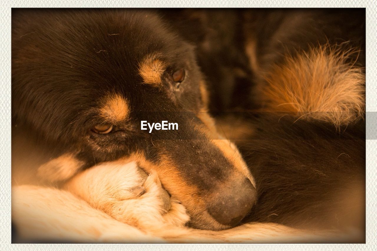 Extreme close up of dog resting