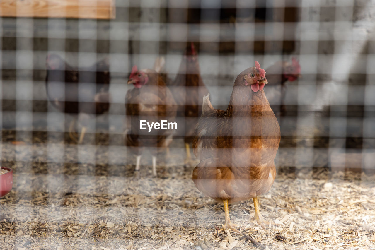 animal themes, animal, bird, livestock, domestic animals, chicken, pet, agriculture, mammal, nature, no people, close-up, one animal, day, outdoors, hen, poultry, rooster, farm