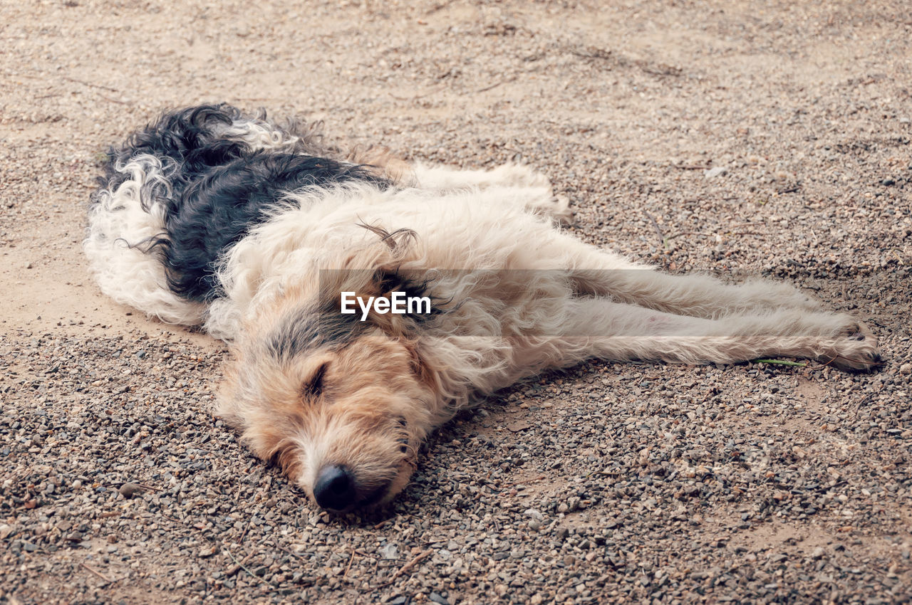 HIGH ANGLE VIEW OF DOG LYING DOWN