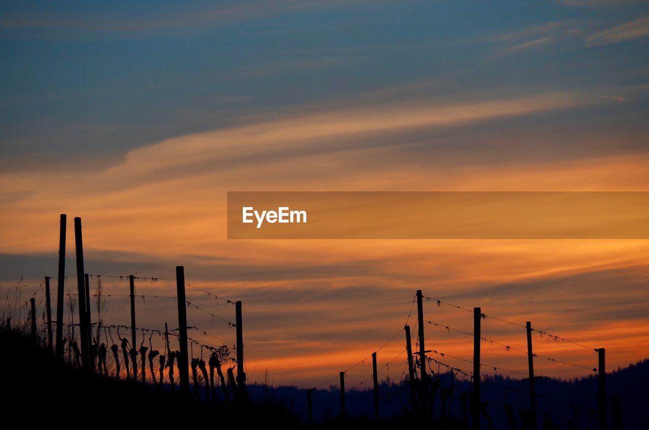 Sunrise in the vineyards