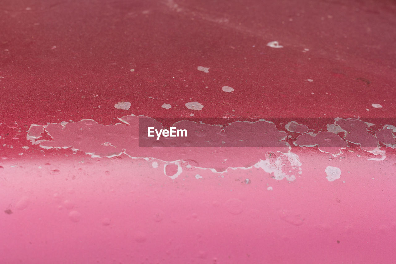 Full frame shot of water drops on pink red petals