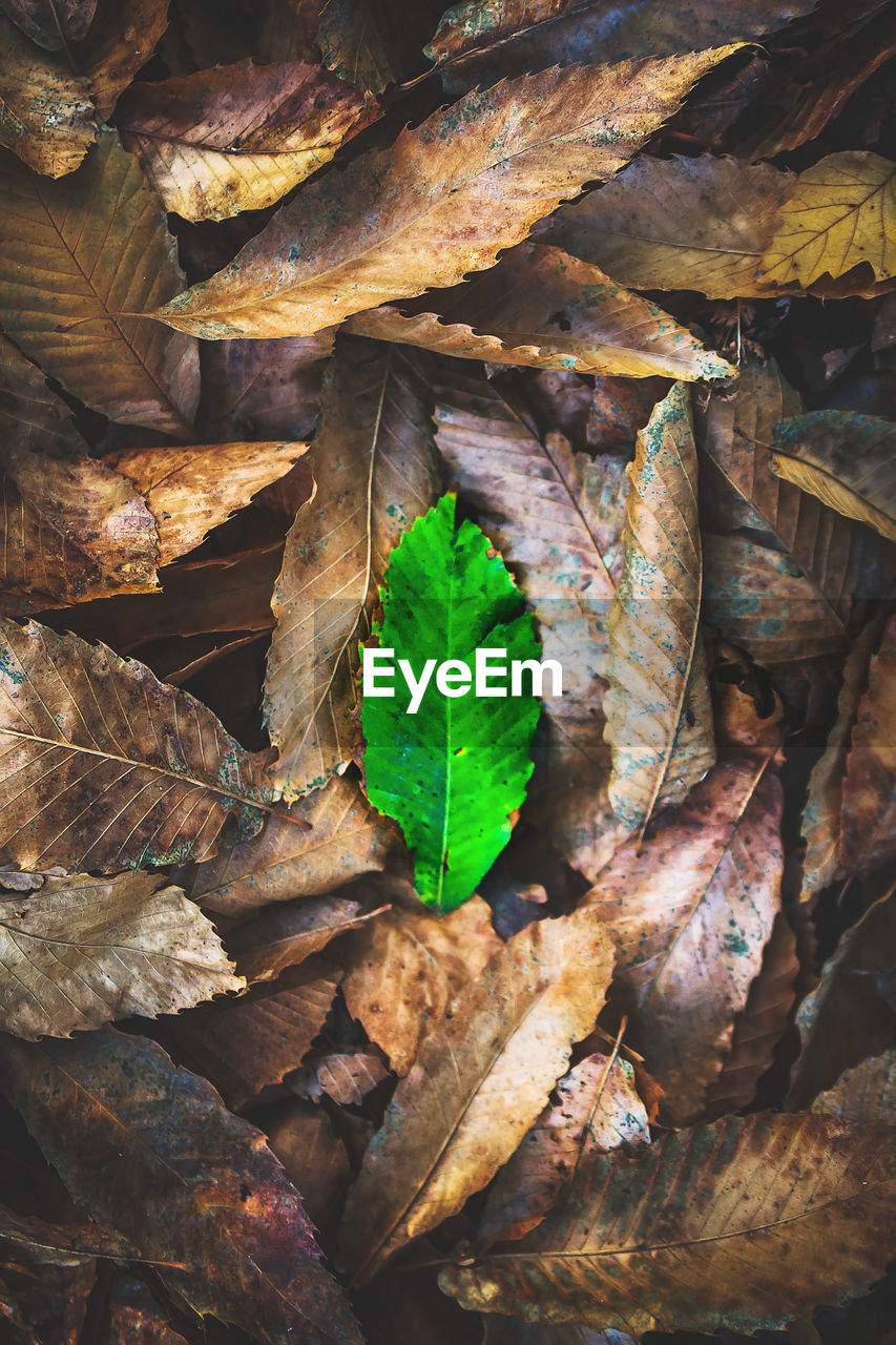 DIRECTLY ABOVE SHOT OF DRY LEAVES ON PLANT