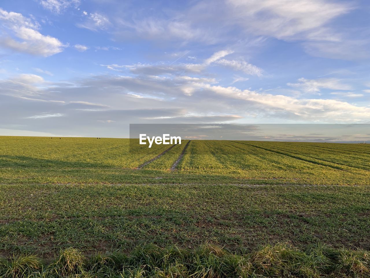 Scenic view of agricultural field against sky