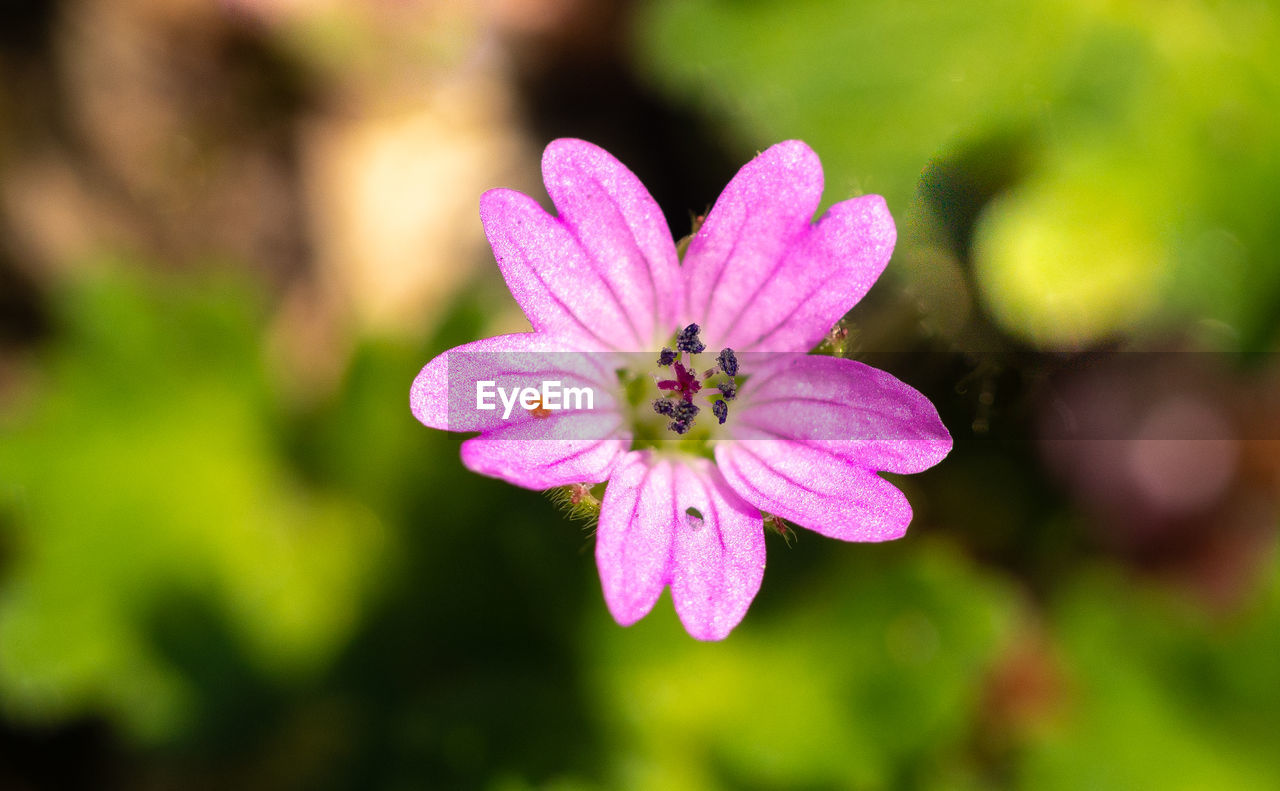 CLOSE-UP OF PINK FLOWER