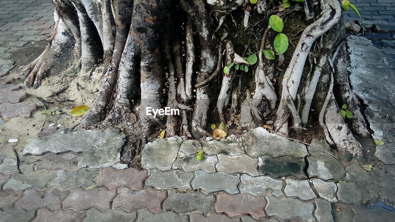 CLOSE-UP OF TREE