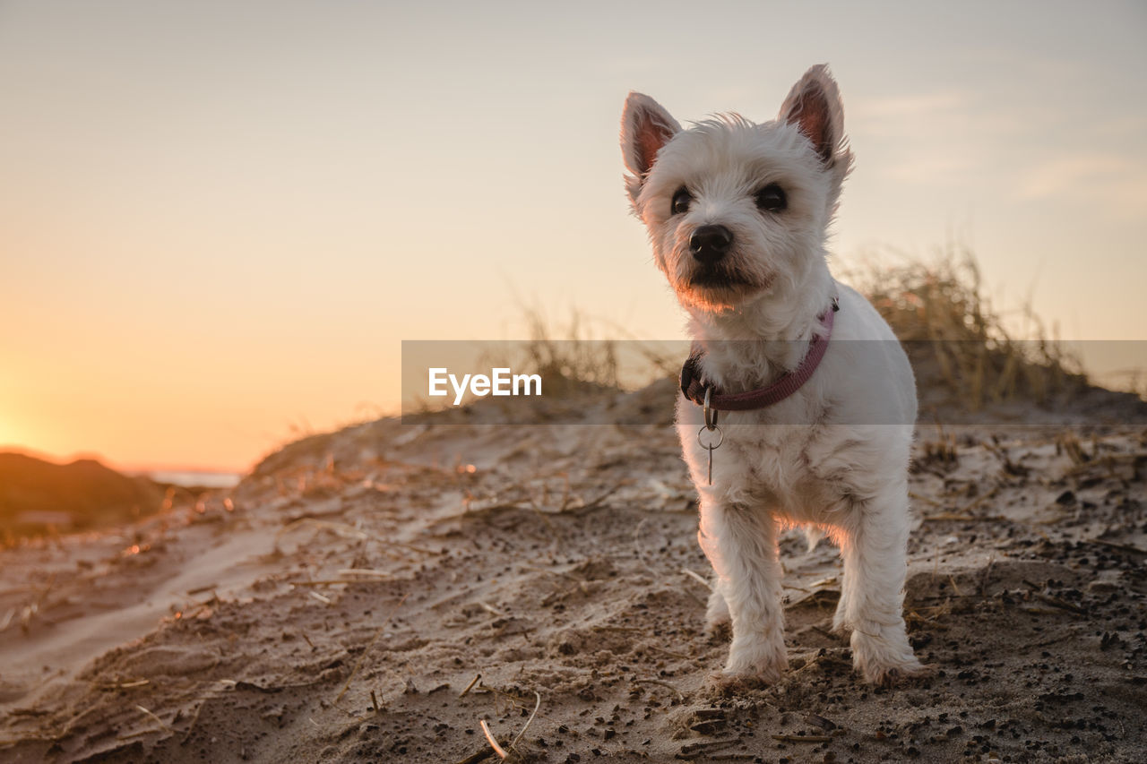 Portrait of dog on beach against sky during sunset