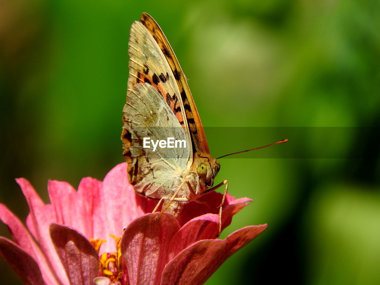 Close-up of butterfly pollinating on flower