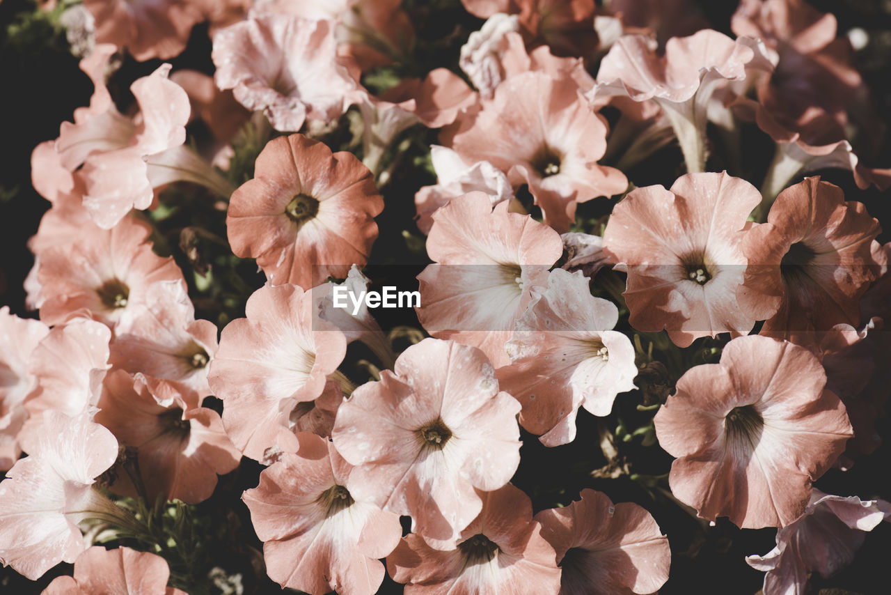 Close-up of pink flowers on tree