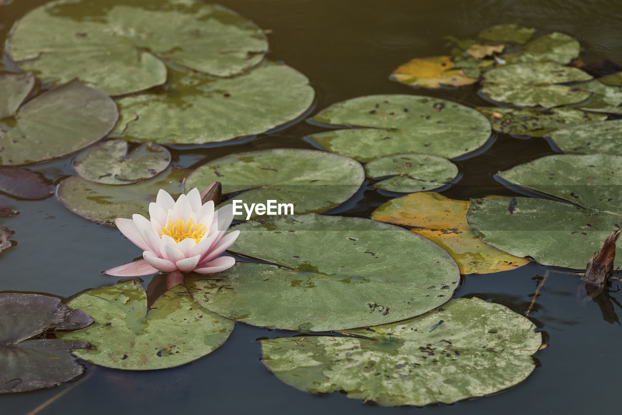 Water lily flowers and pads in a pond also known as lotus  