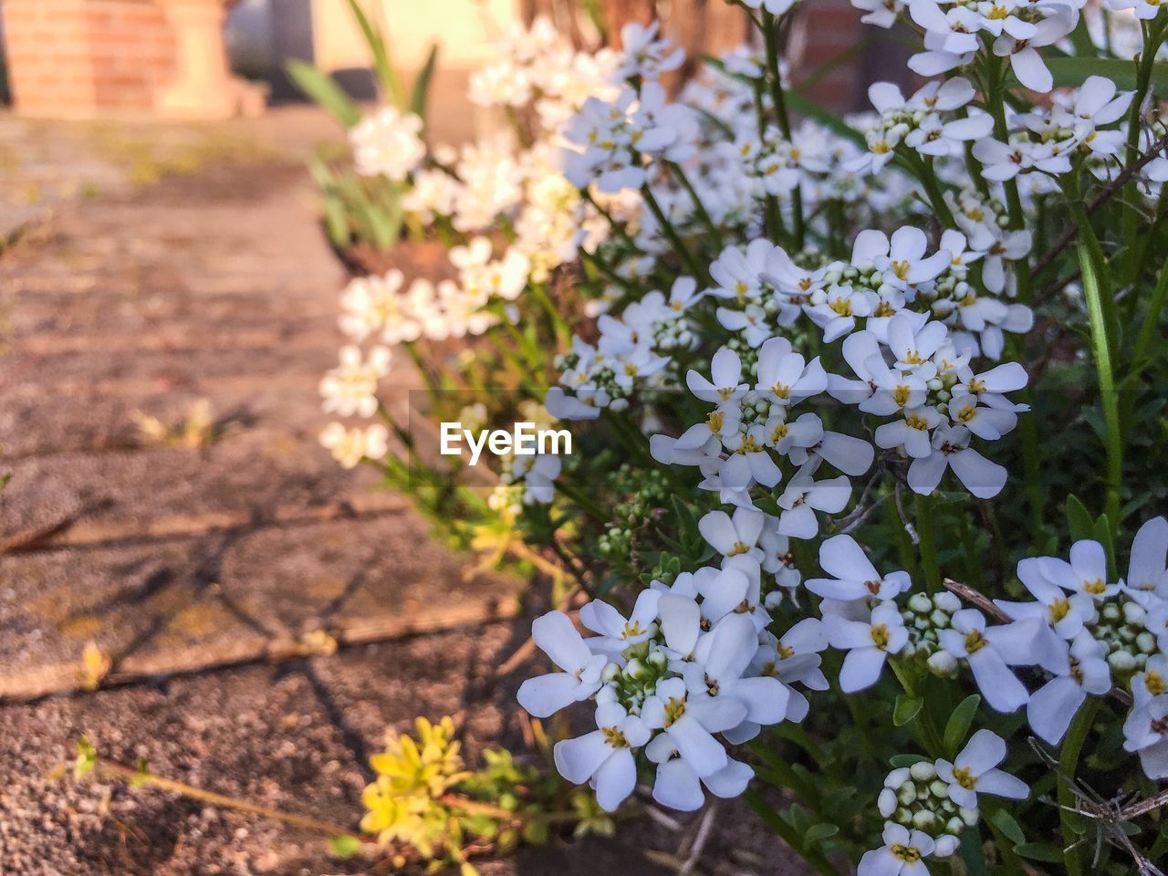 Close-up of white flowering plant