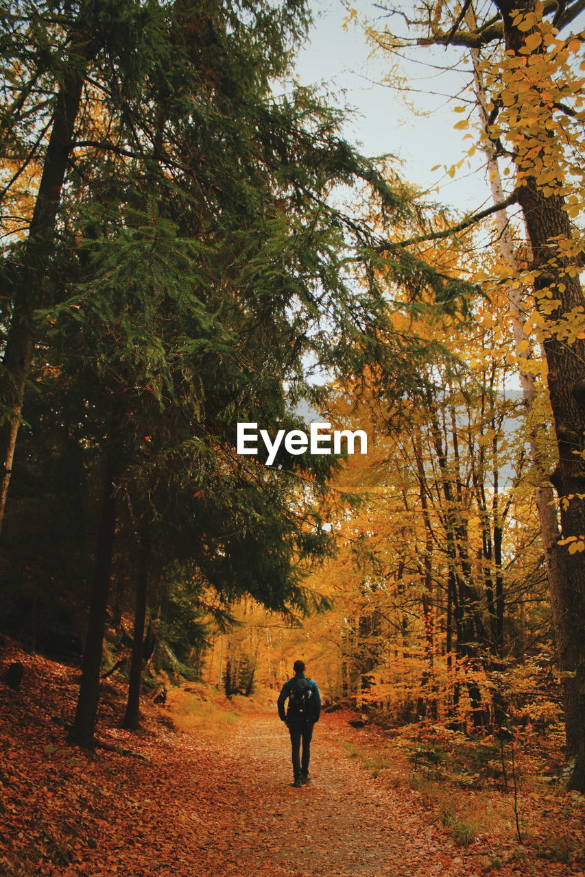 Rear view of man walking in forest during autumn