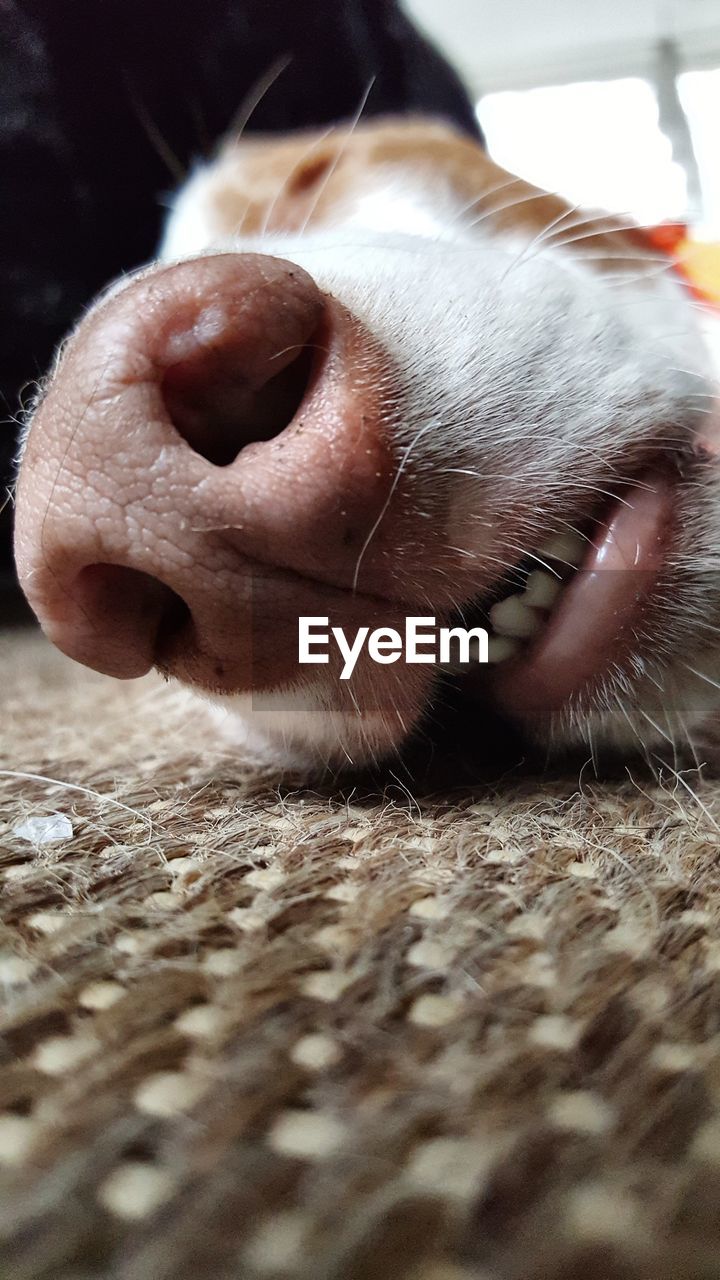 CLOSE-UP OF DOG STICKING OUT TONGUE ON FLOOR