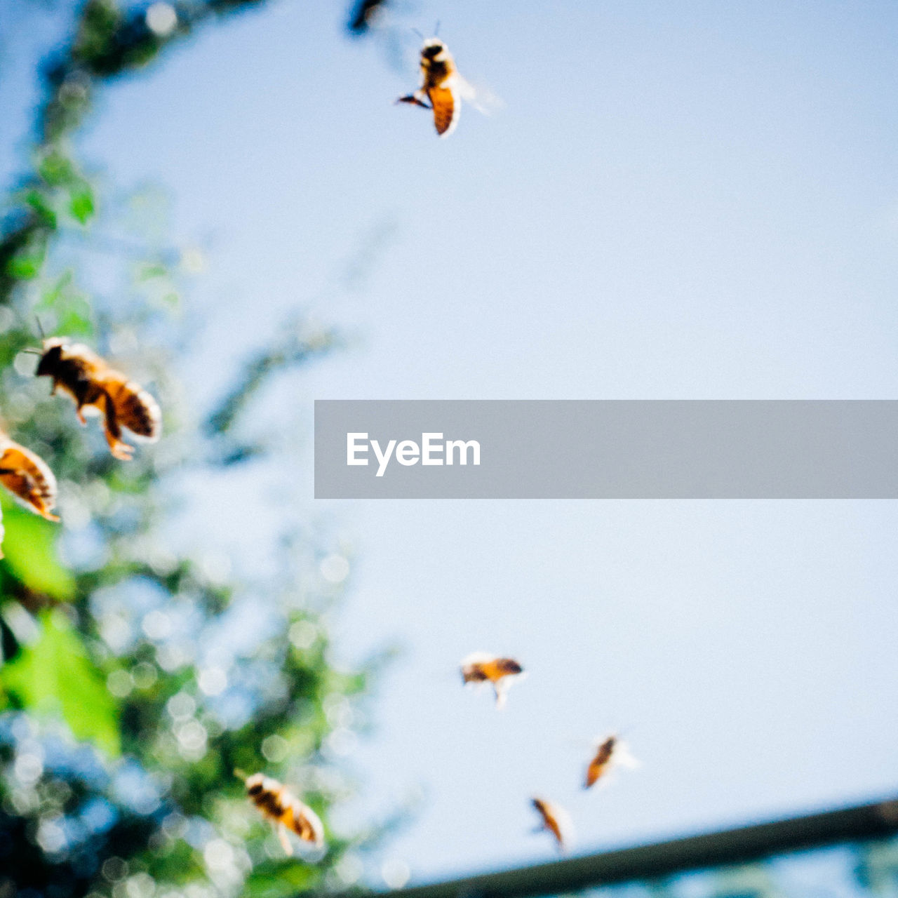 LOW ANGLE VIEW OF INSECT FLYING OVER WHITE FLOWER