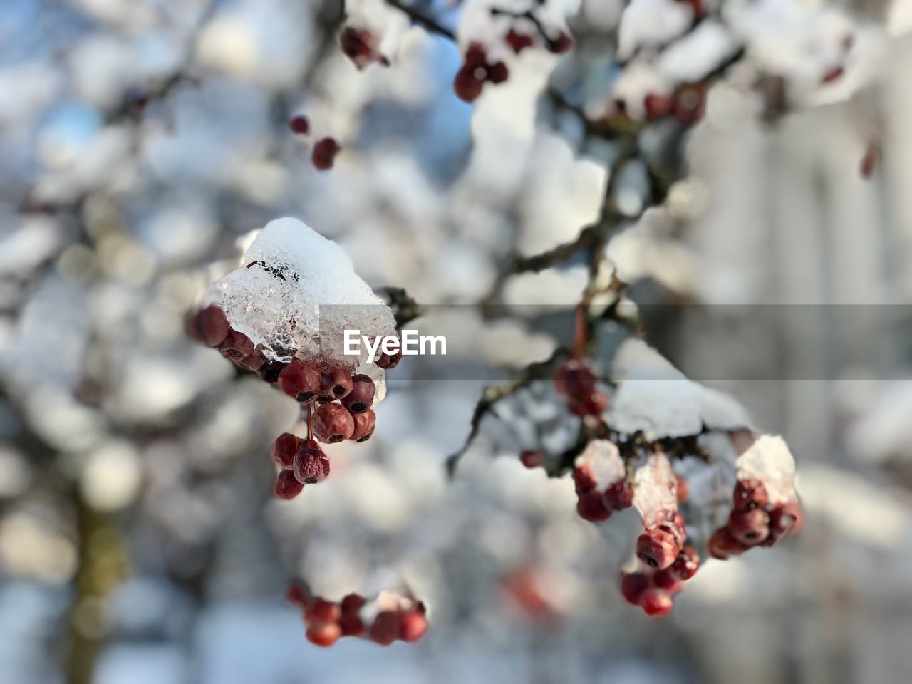 CLOSE-UP OF FROZEN FRUIT TREE