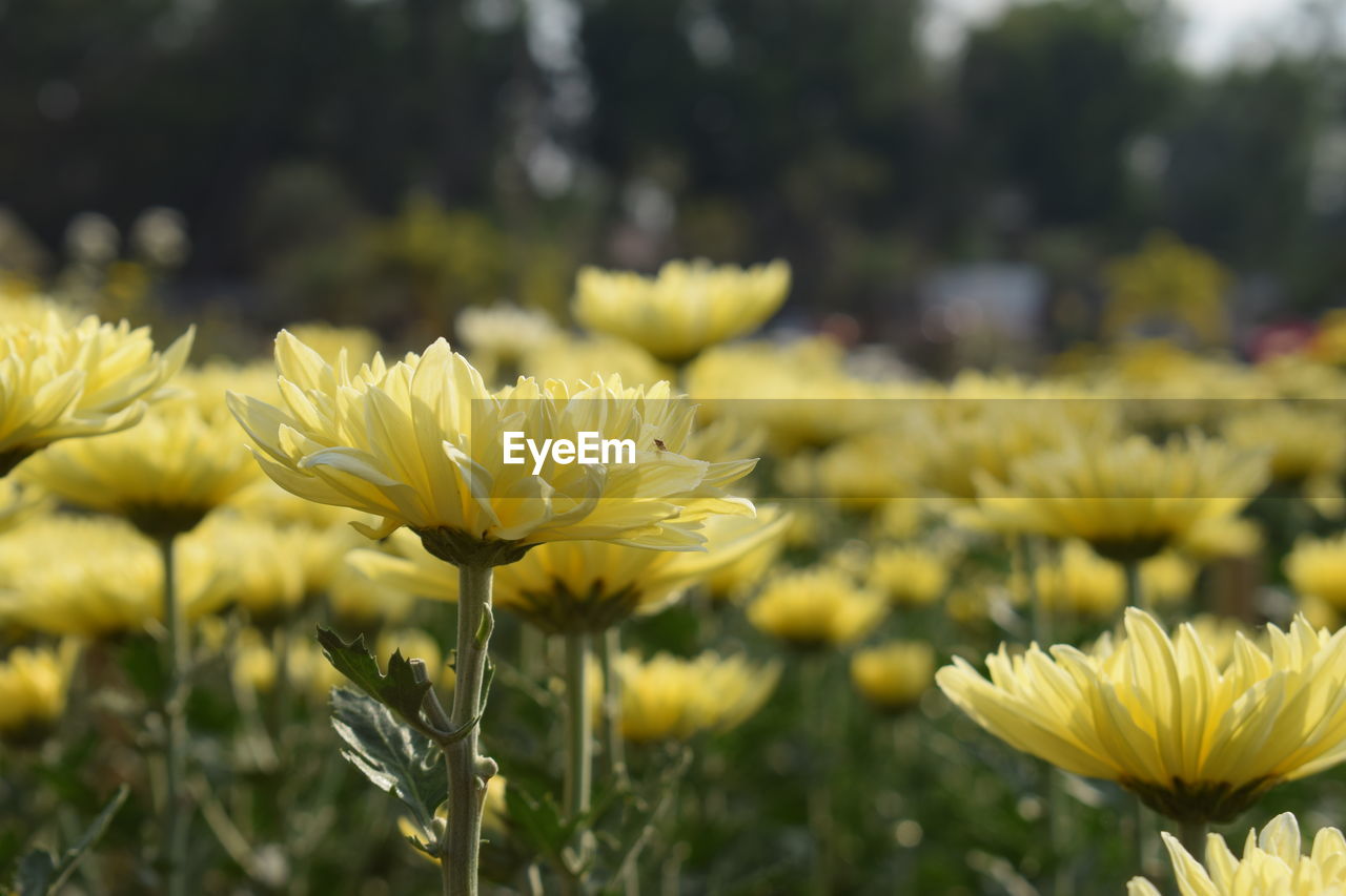 CLOSE-UP OF YELLOW FLOWERING PLANT IN FIELD