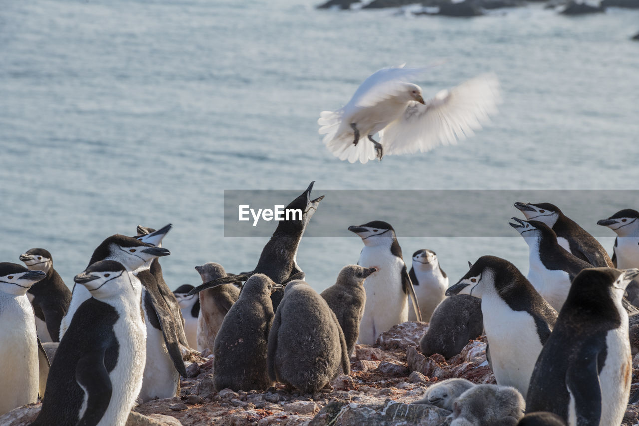 A snowy sheathbill flying over a chinstrap penguin colony on elephant island, antarctica. 