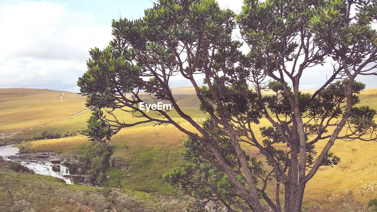 TREES ON FIELD AGAINST CLOUDY SKY