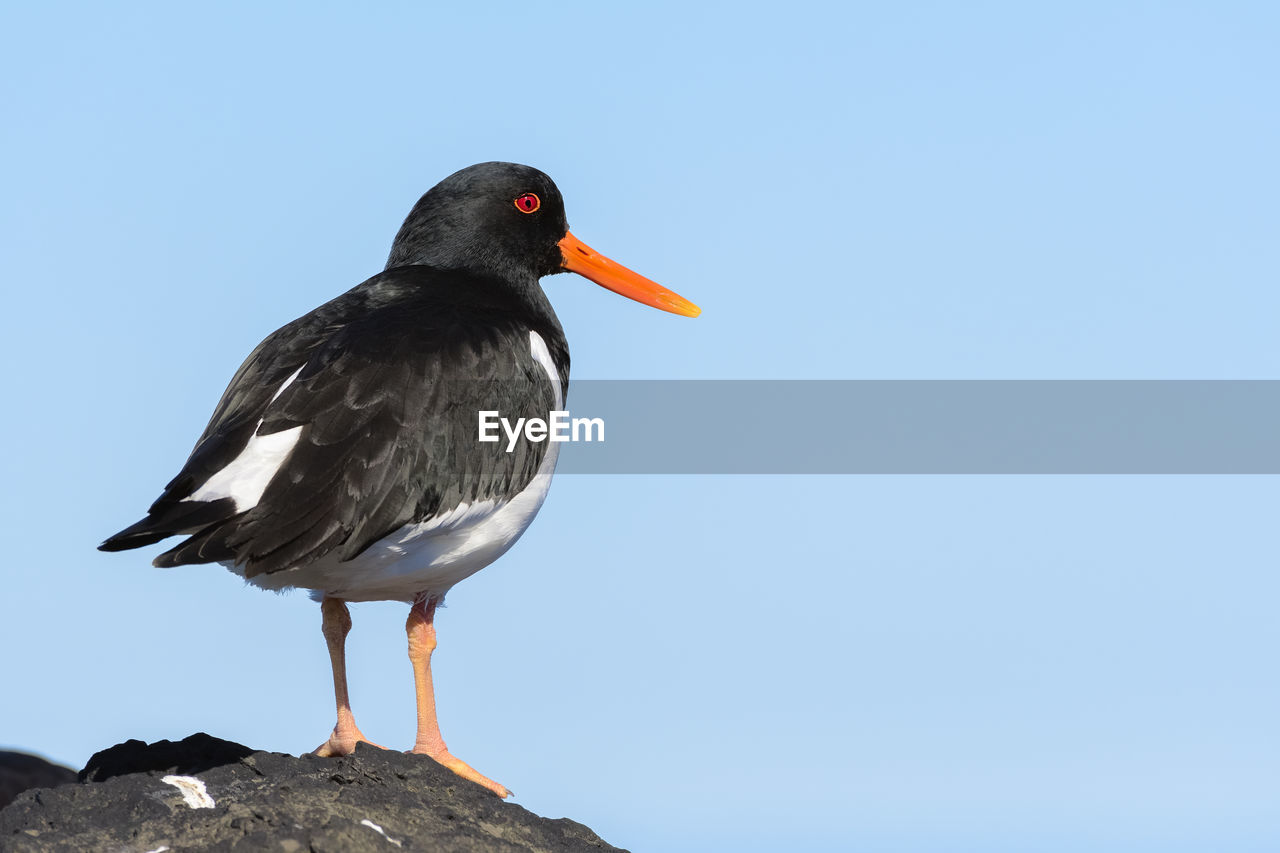 CLOSE-UP OF BIRD PERCHING ON ROCK AGAINST CLEAR SKY