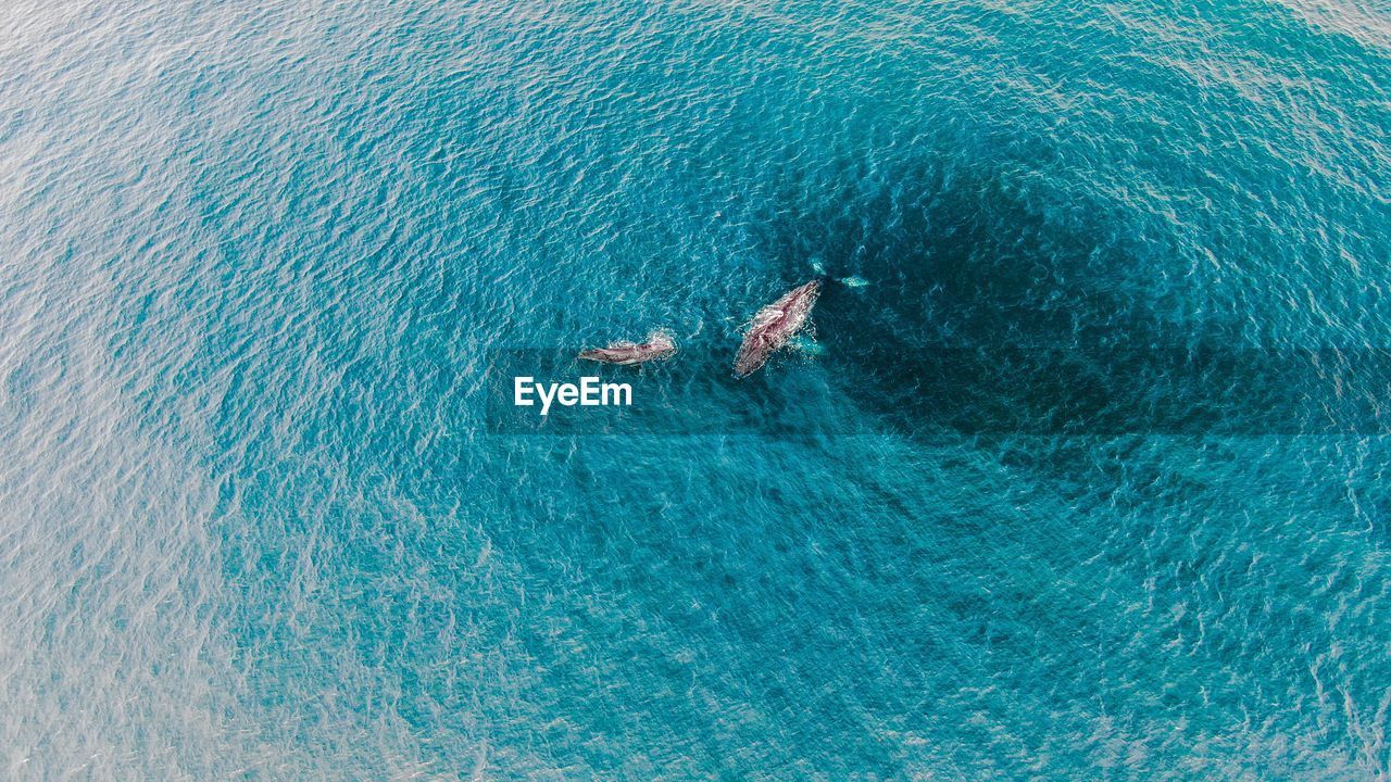 Aerial view of whale swimming in sea