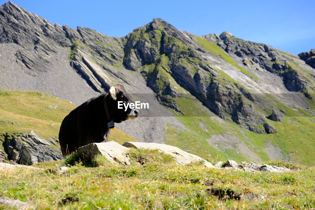 View of a cow on landscape