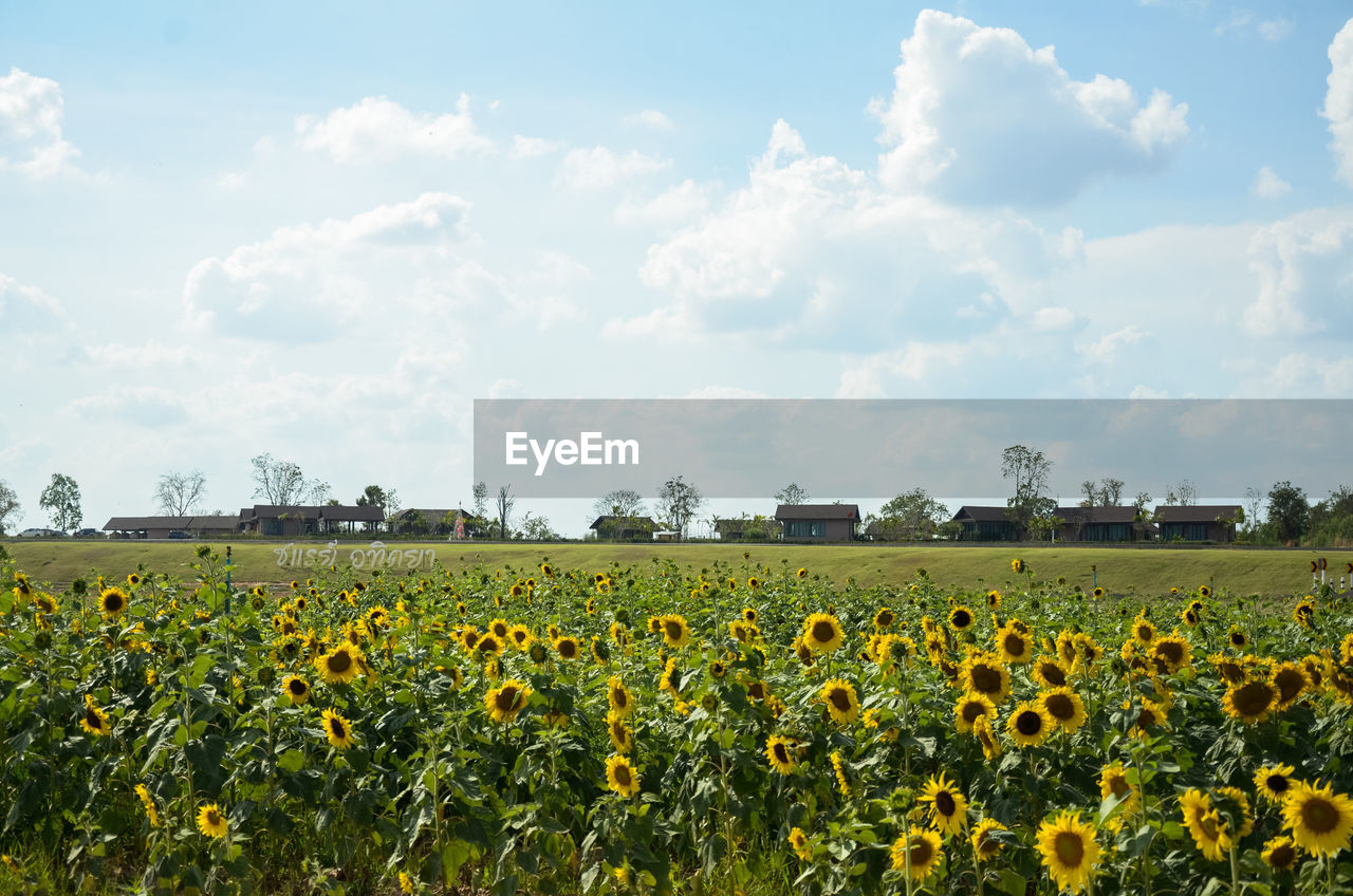 Scenic view of sunflower field against cloudy sky